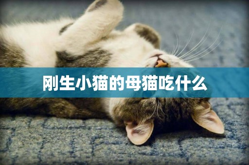 刚生小猫的母猫吃什么